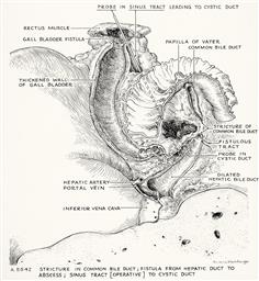 256.jpg?authroot=findit-uat.library.yale.edu&parentfolder=digcoll:2793126&ip=18.220.2