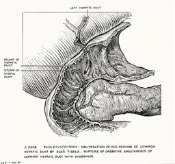 256.jpg?authroot=findit-uat.library.yale.edu&parentfolder=digcoll:2793213&ip=18.220.2